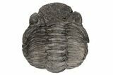 Bargain, Partially Enrolled Drotops Trilobite - About Around #195786-1